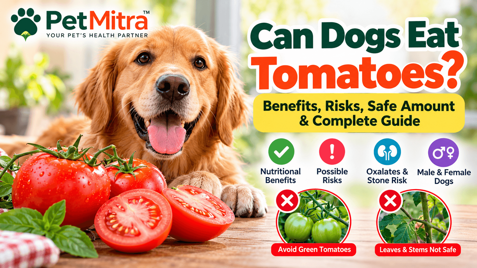 Can Dogs Eat Tomatoes? Benefits, Risks, Safe Amount & Tomato Toxicity Guide for Dogs