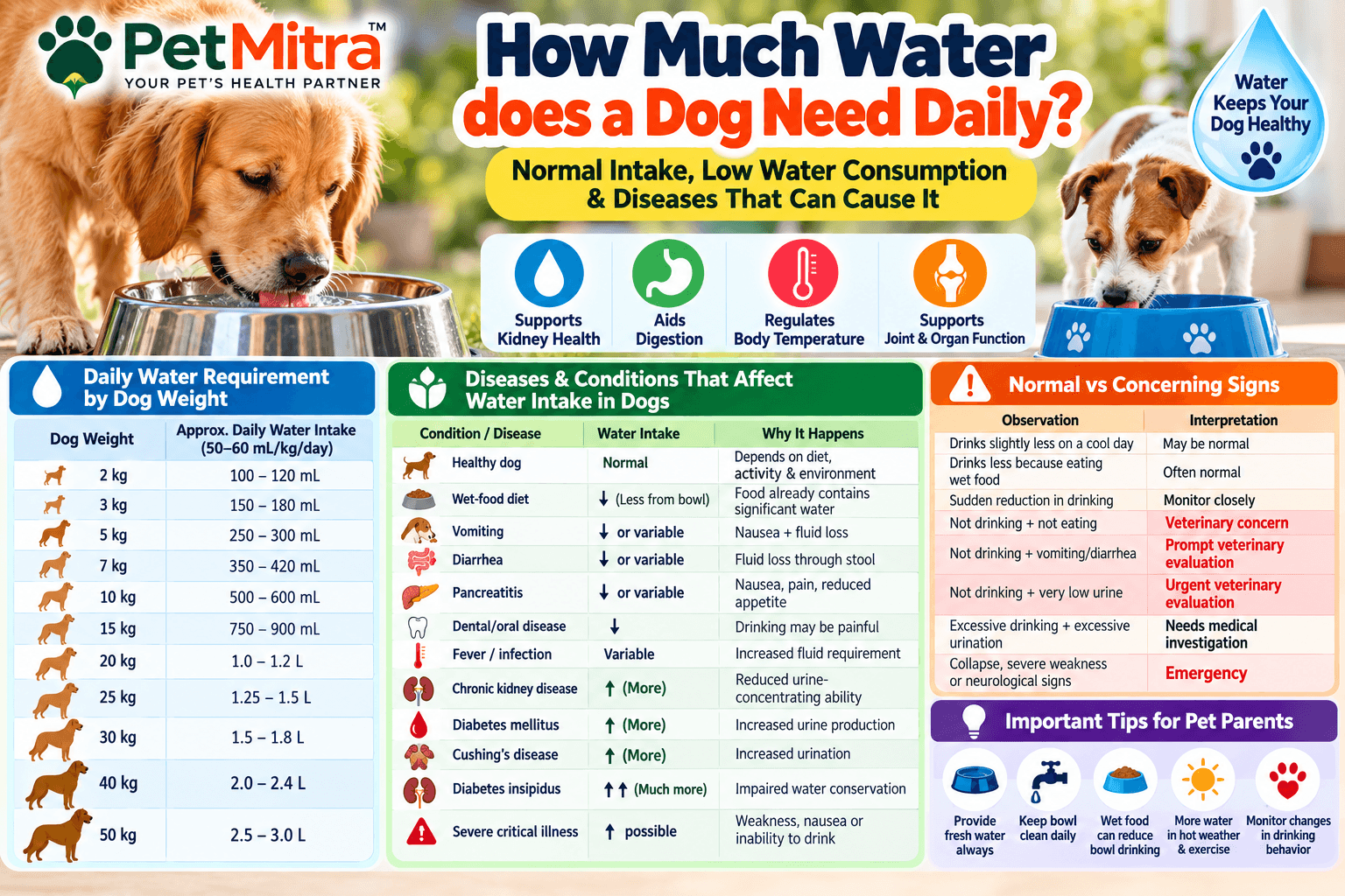 How Much Water Does a Dog Need Daily? Normal Intake, Low Water Consumption & Diseases That Can Cause It